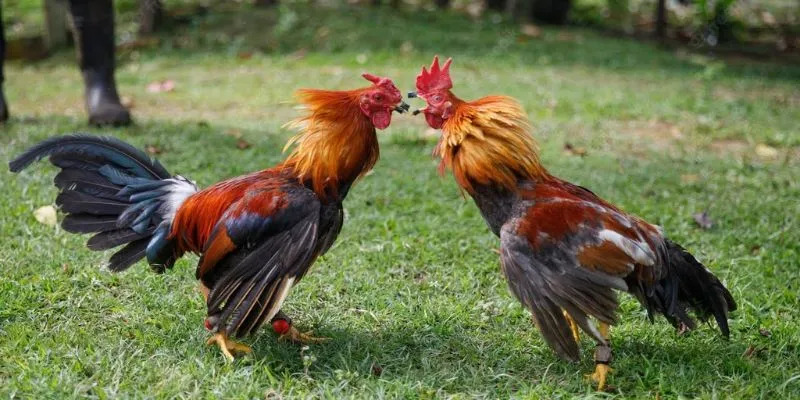 Khám phá các trận đấu căng thẳng