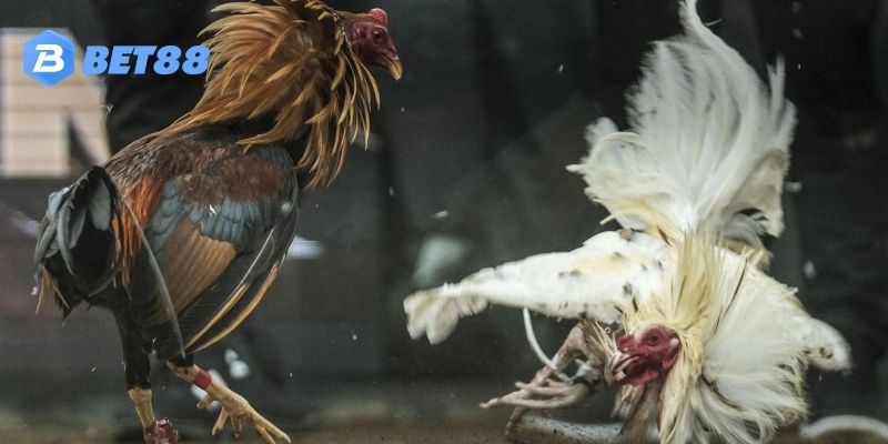 Các chiến lược chiến đấu khi sử dụng Đá gà thomo