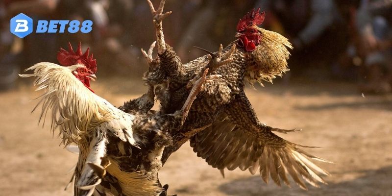 Cách nhận biết chất lượng Đá gà thomo