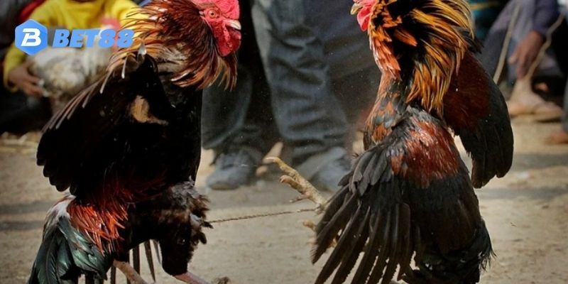 Đá gà Thomo là gì?