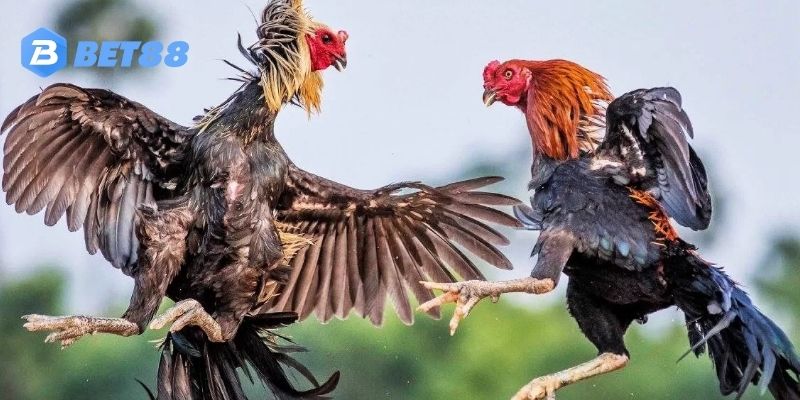 Giới thiệu về sảnh Đá gà BET88 