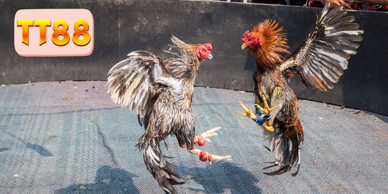 Đá gà cựa dao TT88 là lựa chọn ăn khách 