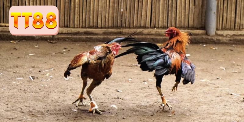 Hướng dẫn mẹo lựa chọn gà tốt nhất 