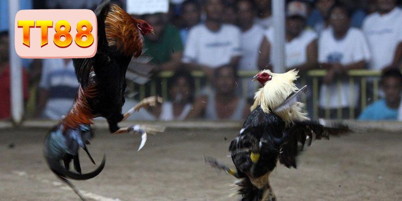 Tiêu chí về cựa trang bị cho chiến kê 